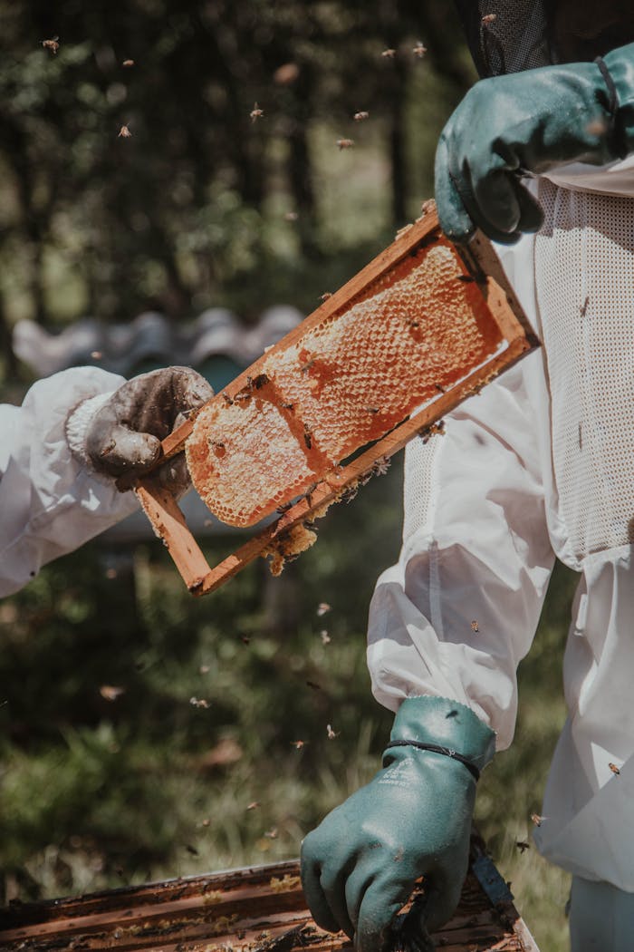 how-it-works Two beekeepers examine a honey-filled honeycomb frame in an outdoor setting, ensuring safety with protective gear.