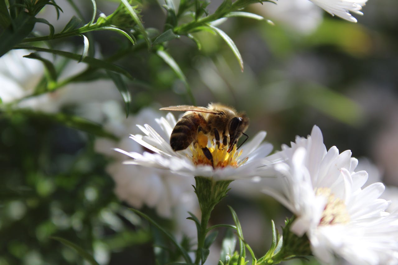 services-01 A honey bee collecting nectar from a white daisy in a sunlit summer garden.